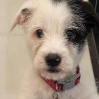 واگذاری توله دو ماهه شیتزو کراس|سگ|ساری, |دیوار