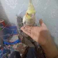 عروس هلندی دستی|پرنده|کرمان, |دیوار