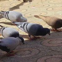 کبوتر پلاکی تخم گذار به همراه جوجه