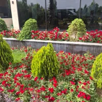 باغبانی هرس درخت گل ،چمن،سم پاشی،کودضمانت باغبان