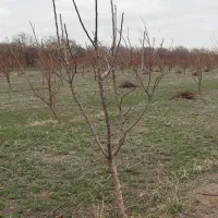 هرس درختان میوه