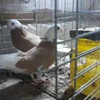 شازده گلی|پرنده|کاشان, پامنار|دیوار