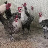 تخم و جوجه نژاددار