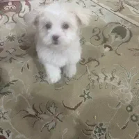 مالتیپو ماده سایز تیکاپ سه ماهه