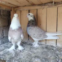 کبوتریاکفترشازده سرور