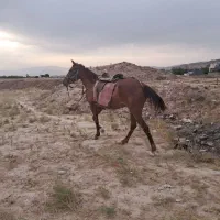 اسب|اسب و تجهیزات اسب‌سواری|اسفراین, |دیوار