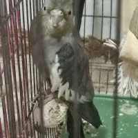 جفت عروس هلندی نر و ماده بالغ