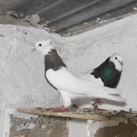 کبوتر طوقی