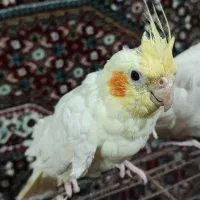 عروس هلندی نر