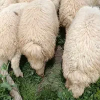 بره شیری درجه یک