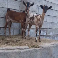 فروشی بزه سومال