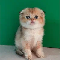 بچه گربه های اصیل در خوزستان|گربه|دزفول, |دیوار