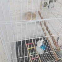 قفس طوطی با وسایل