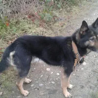 نگهبان .باهوش