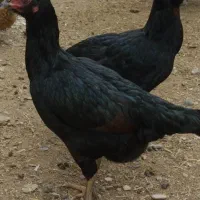 مرغ لاری ریشوتخم گذار