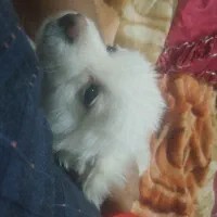 سگ پامرانین روباهی خرسی گمشده