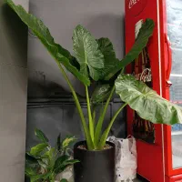 گلدون فروشی (توافقی)