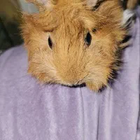 خوکچه|موش و خرگوش|تهران, مشیریه|دیوار