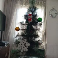 درخت کاجِ