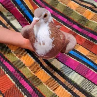 دمگیر خرقه نر پیازی|پرنده|اصفهان, جلفا|دیوار