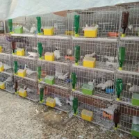 کبوتر|پرنده|دهدشت, |دیوار