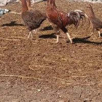 خروس لاری به همراه چند تا مرغ و جوجه لاری|حیوانات مزرعه|اردبیل, |دیوار