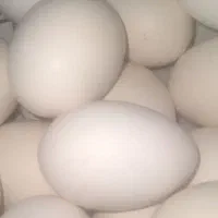 تخم مرغ نطفه دار وخوردنی|حیوانات مزرعه|اهواز, کوی علوی|دیوار