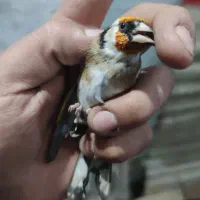 سهره جوجه قفس نشانه دار|پرنده|کرمانشاه, |دیوار