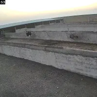 شتر مرغ  پیش مولد