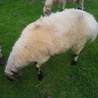 یک عدد گوسفند نر