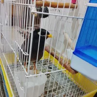 مینا سخنگو فوق حرفه ای
