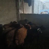 بره نروماده