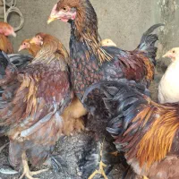 خروس برهمایی|حیوانات مزرعه|مشهد, کوشش|دیوار