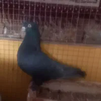 کبوتر.کفتر.پرنده