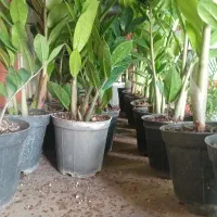 فروش گلهای اپارتمانی