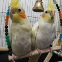 عروس هلندی دستی و  شاه تخم