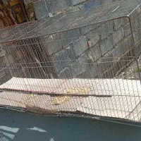 قفس پرنده|لوازم جانبی حیوانات|جوانرود, |دیوار