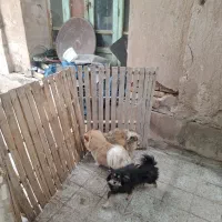 سگ پامرروباهی