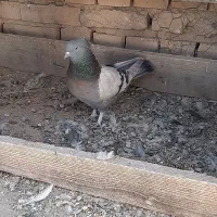 کبوتر|پرنده|بروجن, |دیوار