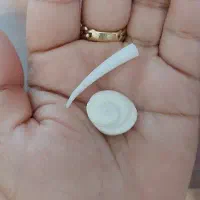 شاه مهره ، سایز بسیار بزرگ