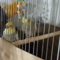 عروس هلندی|پرنده|صحنه, |دیوار