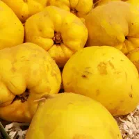 بِه اصفهان خوش عطر و طعم + هایپر میوه گلچین