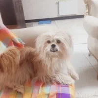 سگ پامر شیتزو ترکیبی