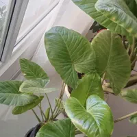 گل باباآدم
