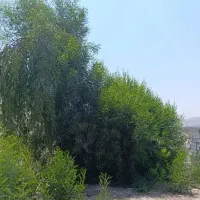 درخت آکاسیا یا بیدسیاه مهندس ذبیحی|گل و گیاه طبیعی|پاکدشت, پاکدشت (مامازند)|دیوار