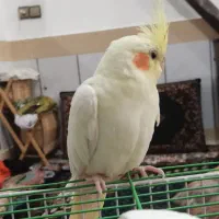 پرنده|پرنده|تربت‌حیدریه, بیمارستان رازی|دیوار