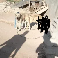 واگذاری سگ پژدر