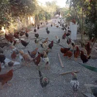 فروش مرغ و خروس رسمی ۶ماهه|حیوانات مزرعه|قرچک, پویینک|دیوار