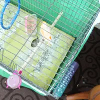 عروس هلندی وقناری موزاییک|پرنده|خرمشهر, |دیوار