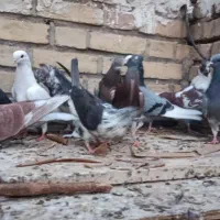کبوتر